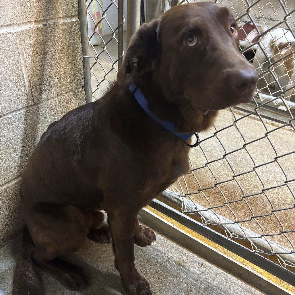 Ruger, Adoptable, Adult Male Chocolate Labrador Retriever.