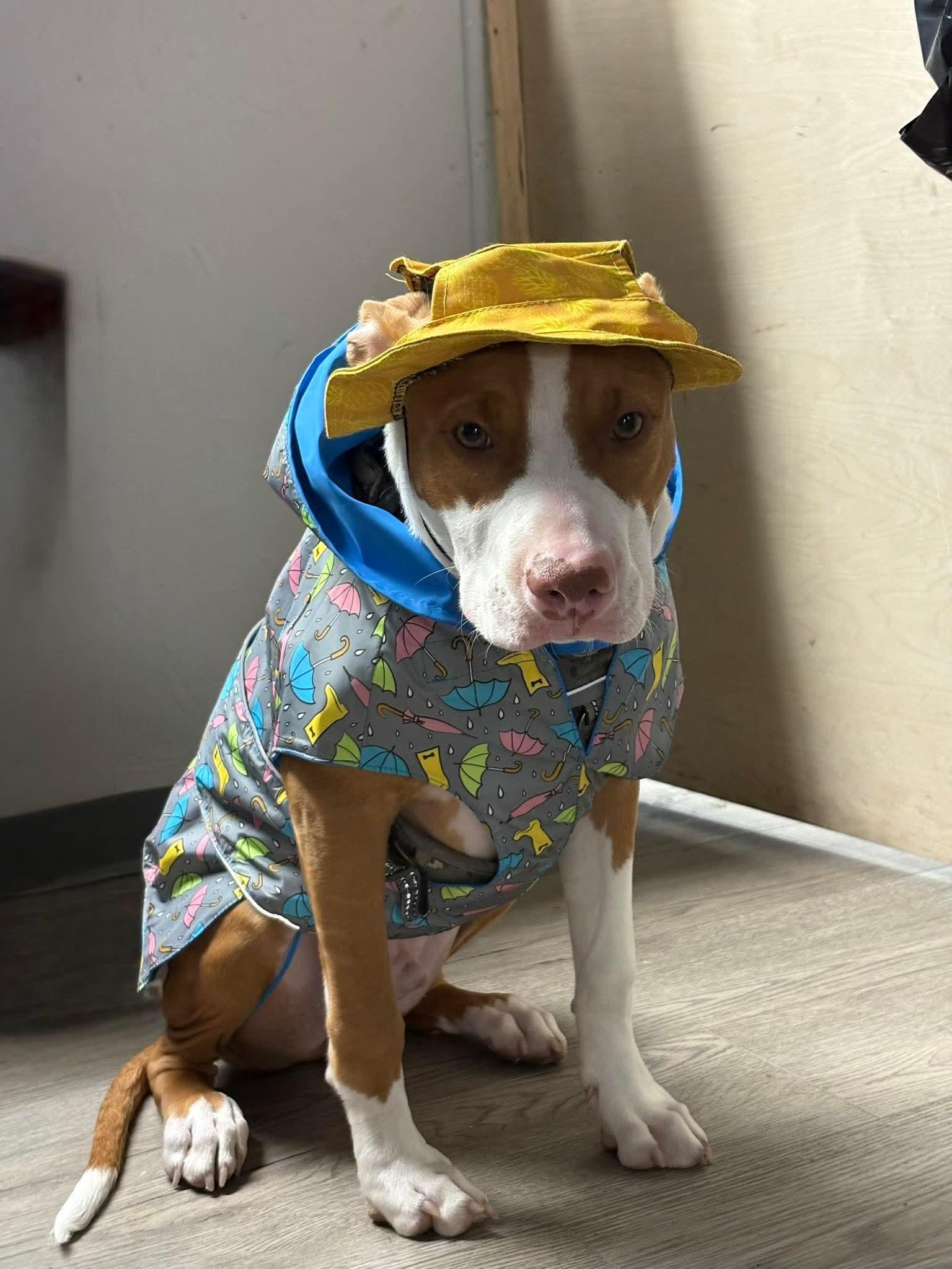 Woodstock.  tinycauseadopt@gmail.com