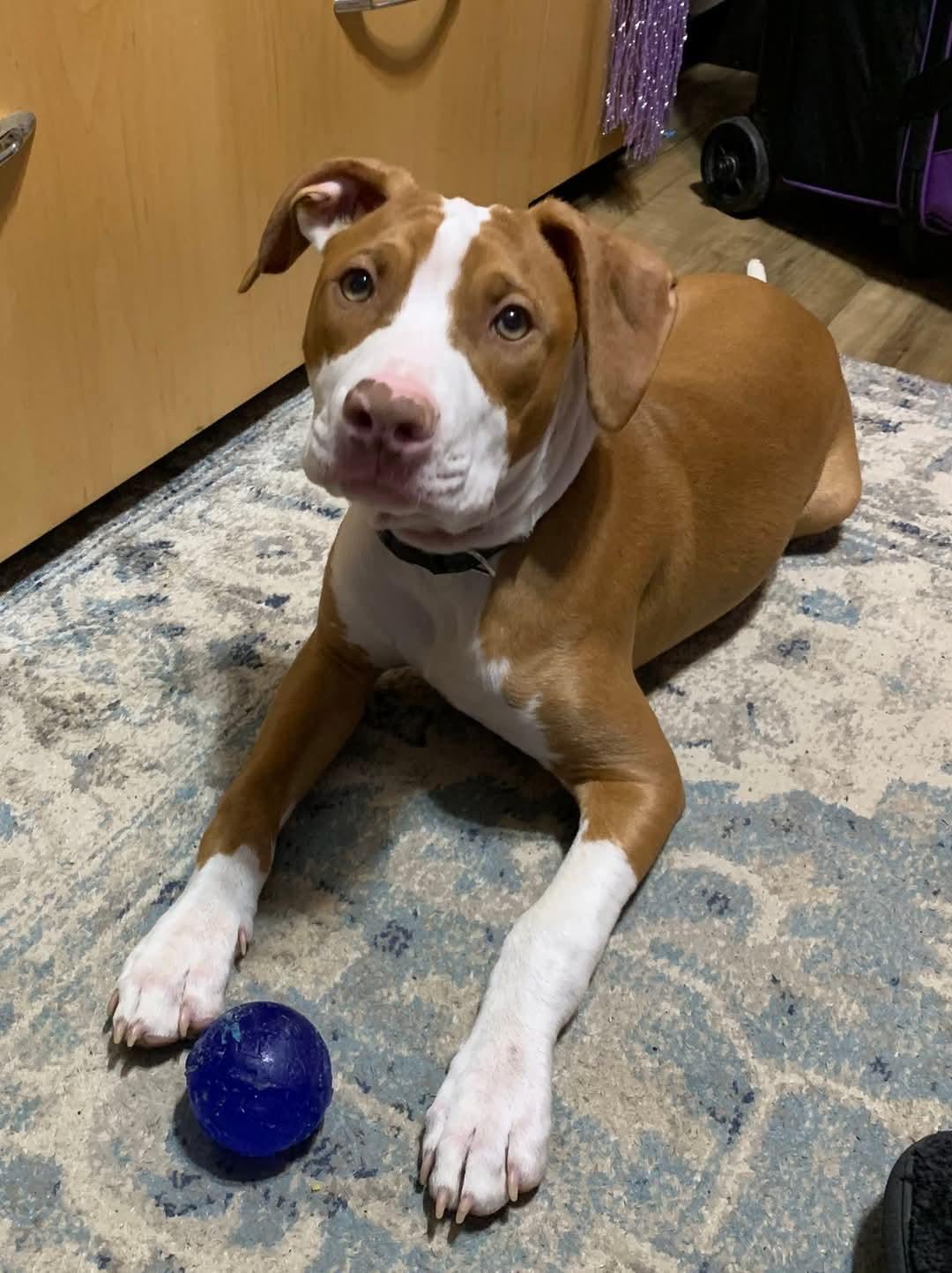 Woodstock.  tinycauseadopt@gmail.com