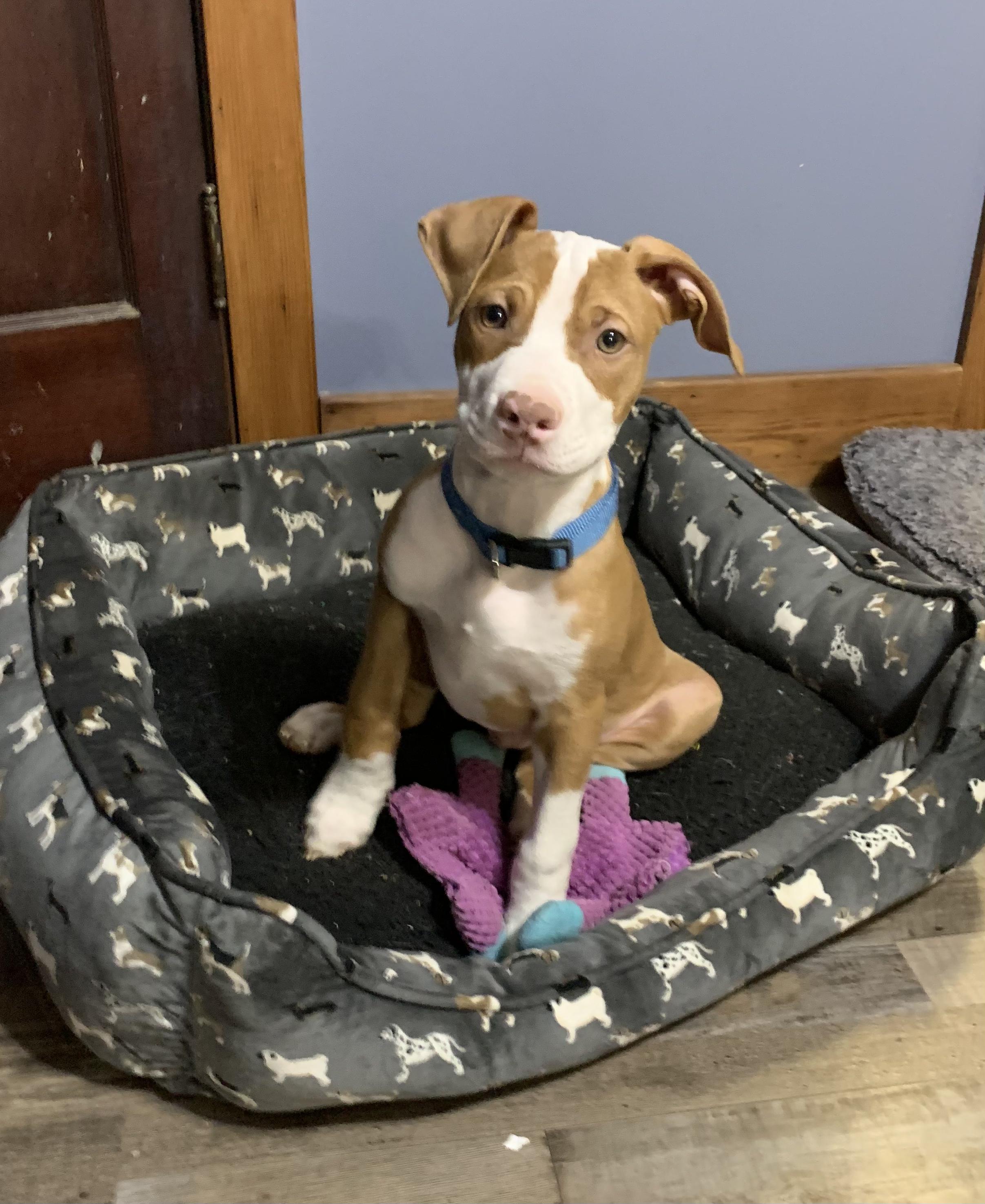 Woodstock.  tinycauseadopt@gmail.com