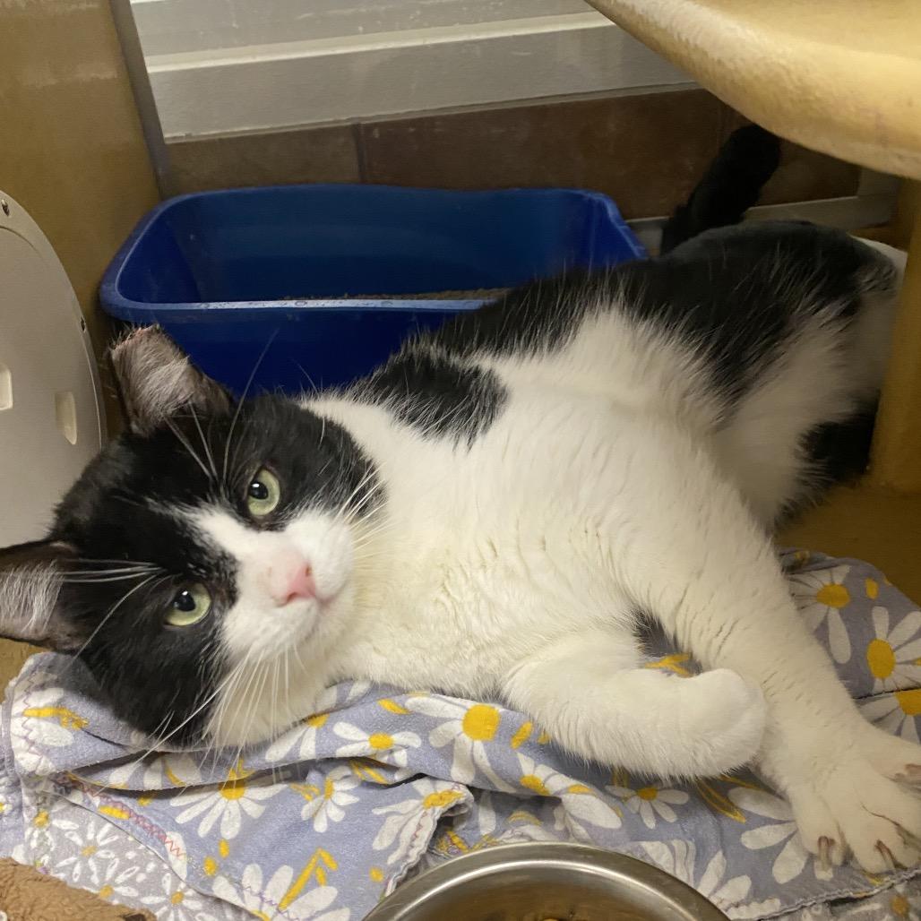 Enlarge Oscar, a Adoptable Domestic Short Hair in Spokane, WA image 1/5