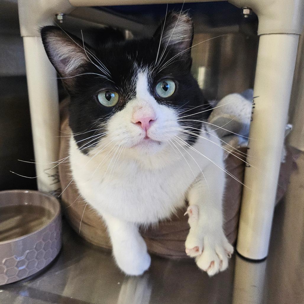 Enlarge Oscar, a Adoptable Domestic Short Hair in Spokane, WA image 2/5