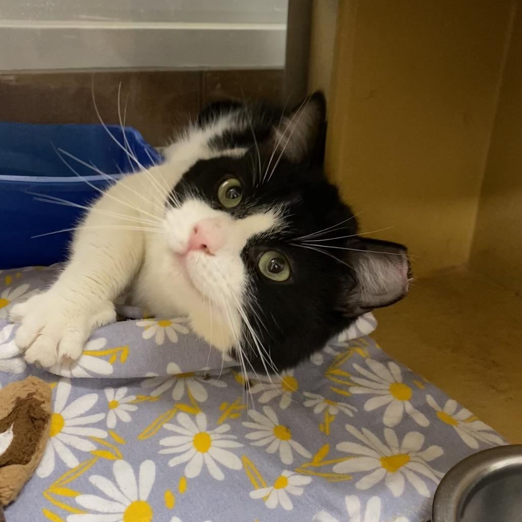 Enlarge Oscar, a Adoptable Domestic Short Hair in Spokane, WA image 3/5