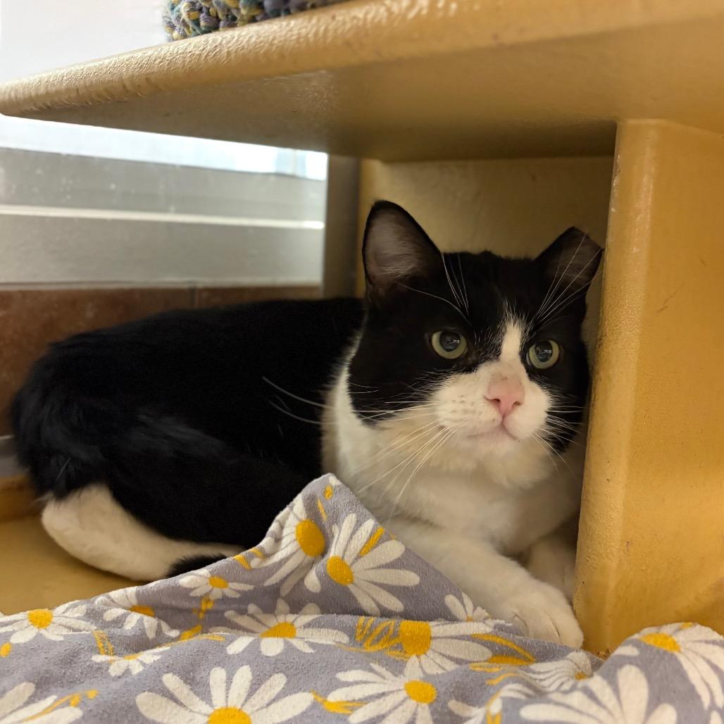 Enlarge Oscar, a Adoptable Domestic Short Hair in Spokane, WA image 4/5