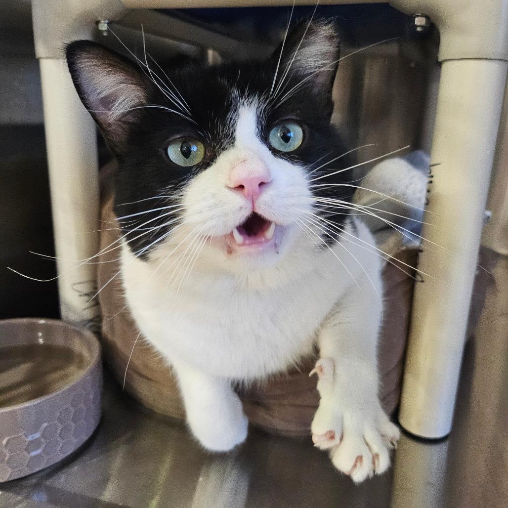 Enlarge Oscar, a Adoptable Domestic Short Hair in Spokane, WA image 5/5