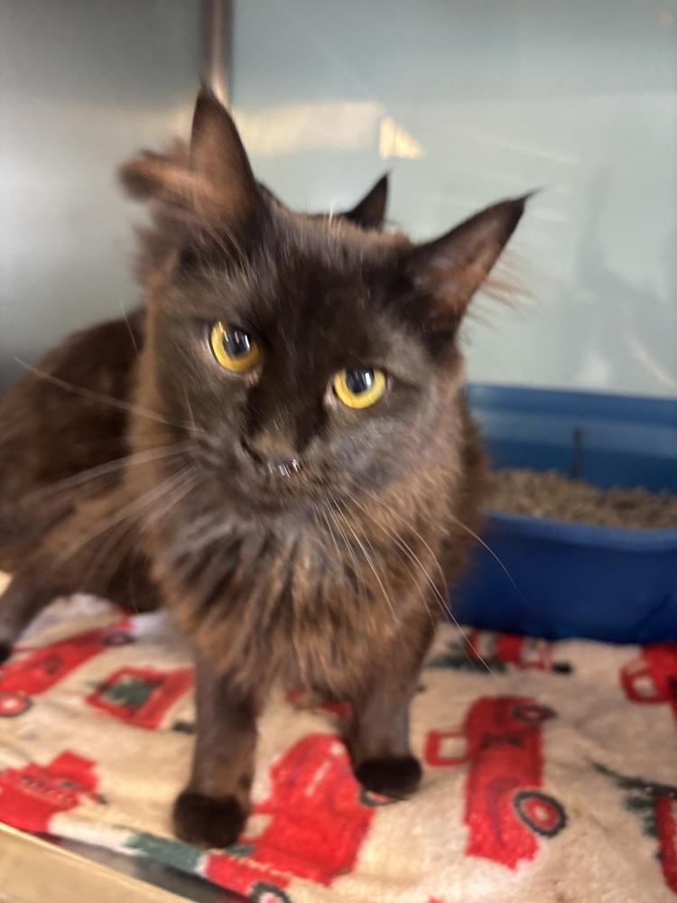 Onyx, Adoptable, Young Male Domestic Long Hair.
