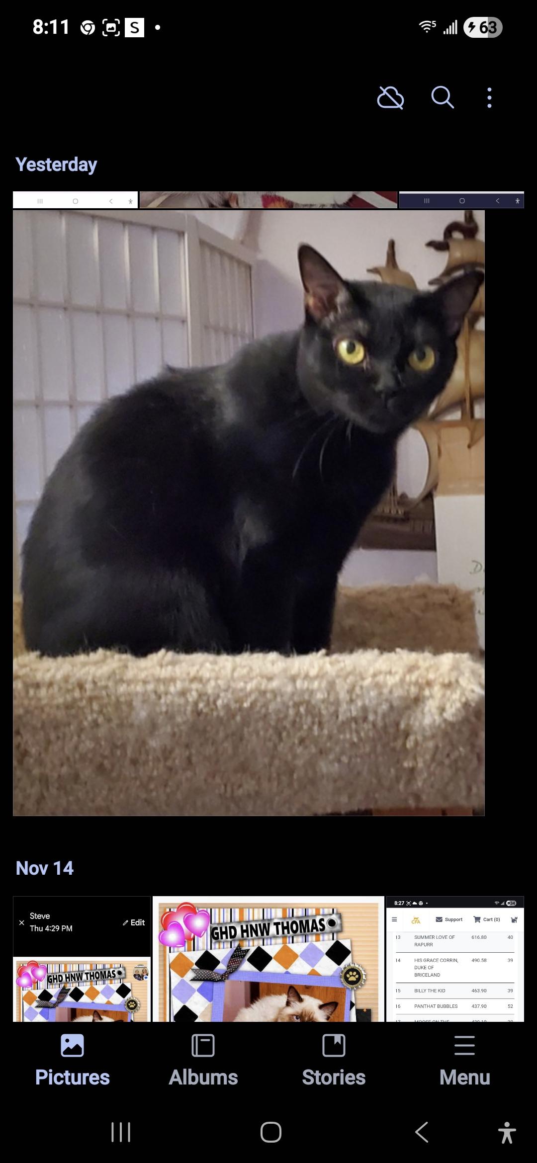 Queeny, Adoptable, Adult Female Bombay.