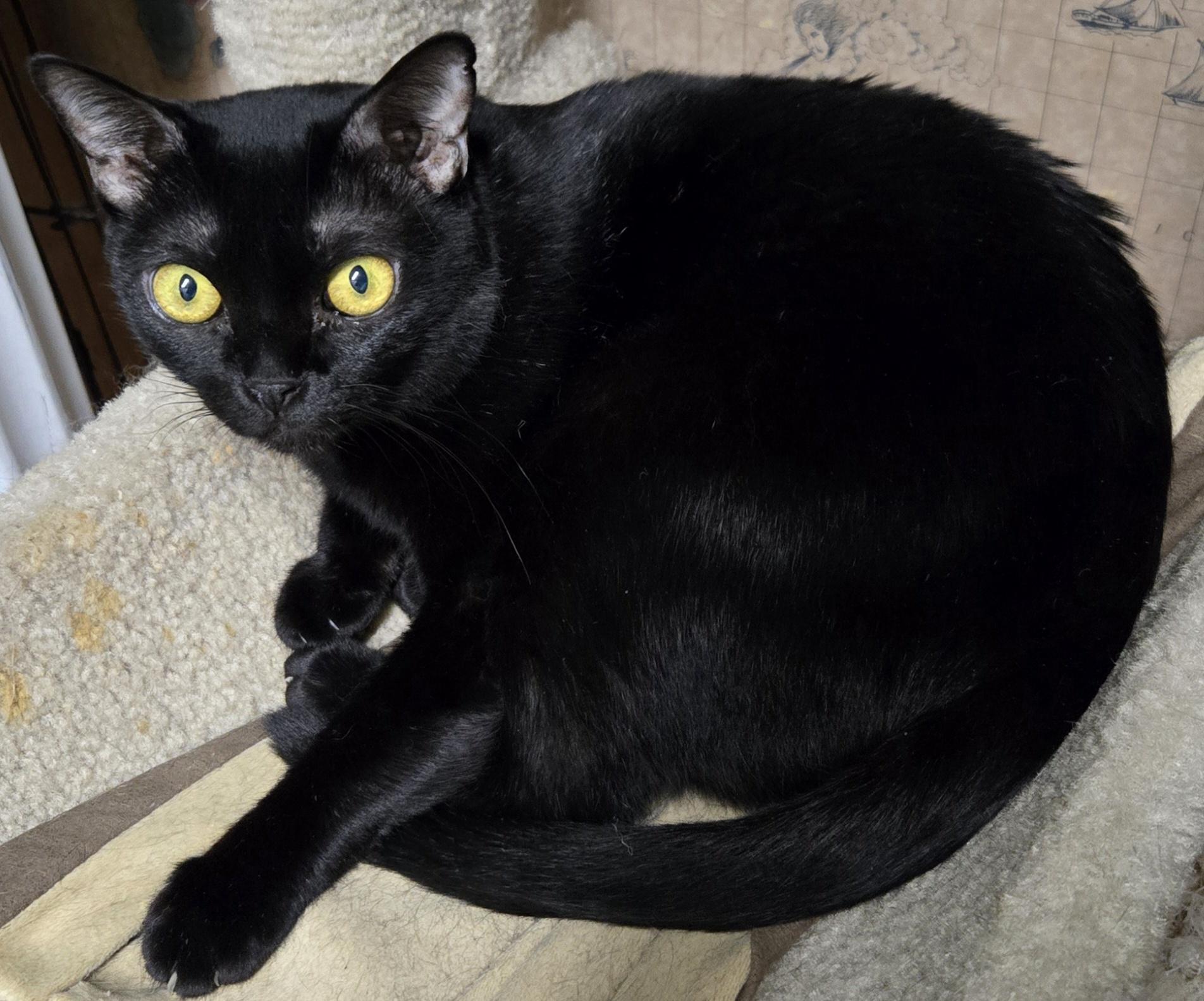 Queeny, a Adoptable Bombay in Cincinnati, OH image 2/2