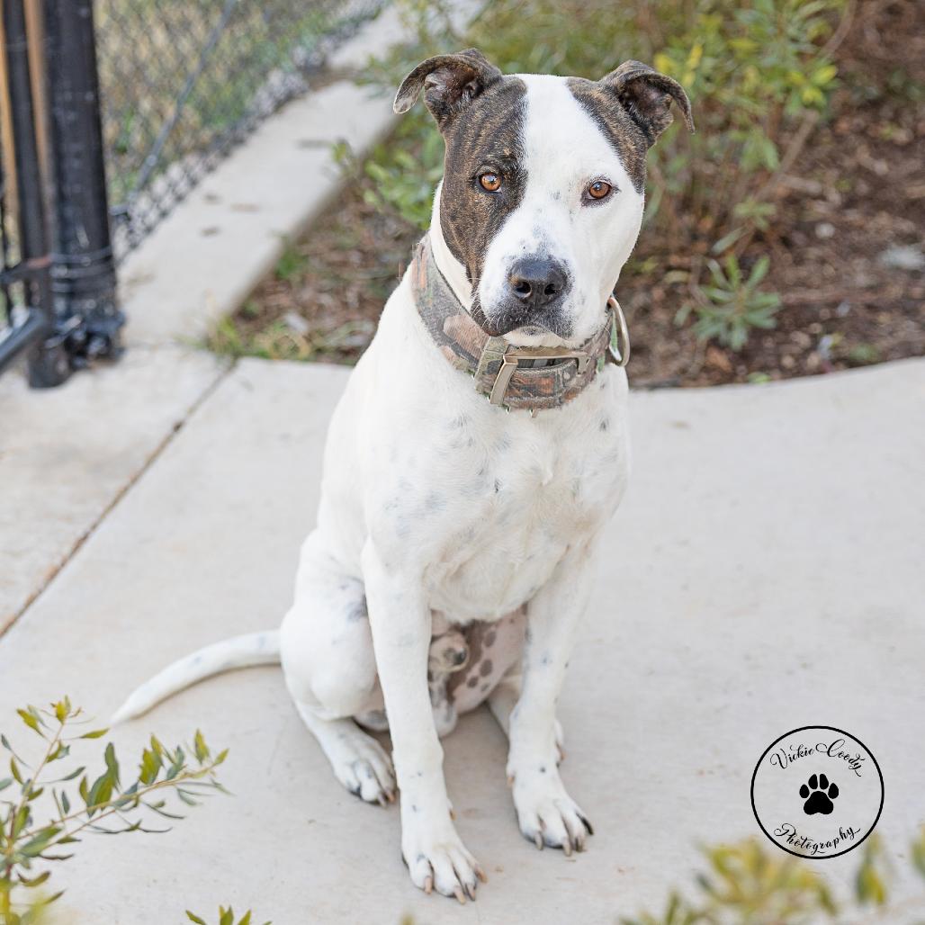 Jimmy, Adoptable, Adult Male Pit Bull Terrier.