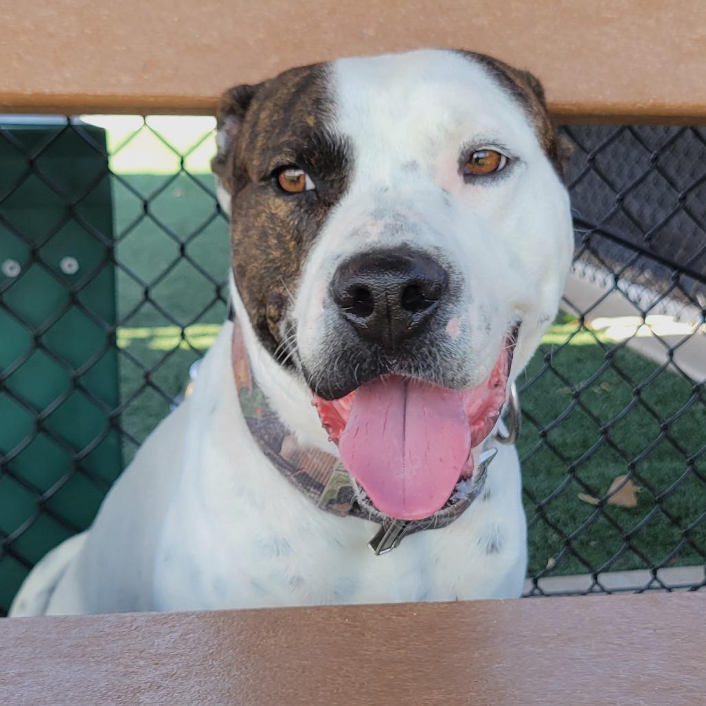 Enlarge Jimmy, a Adoptable mixed breed in Abilene, TX image 2/6