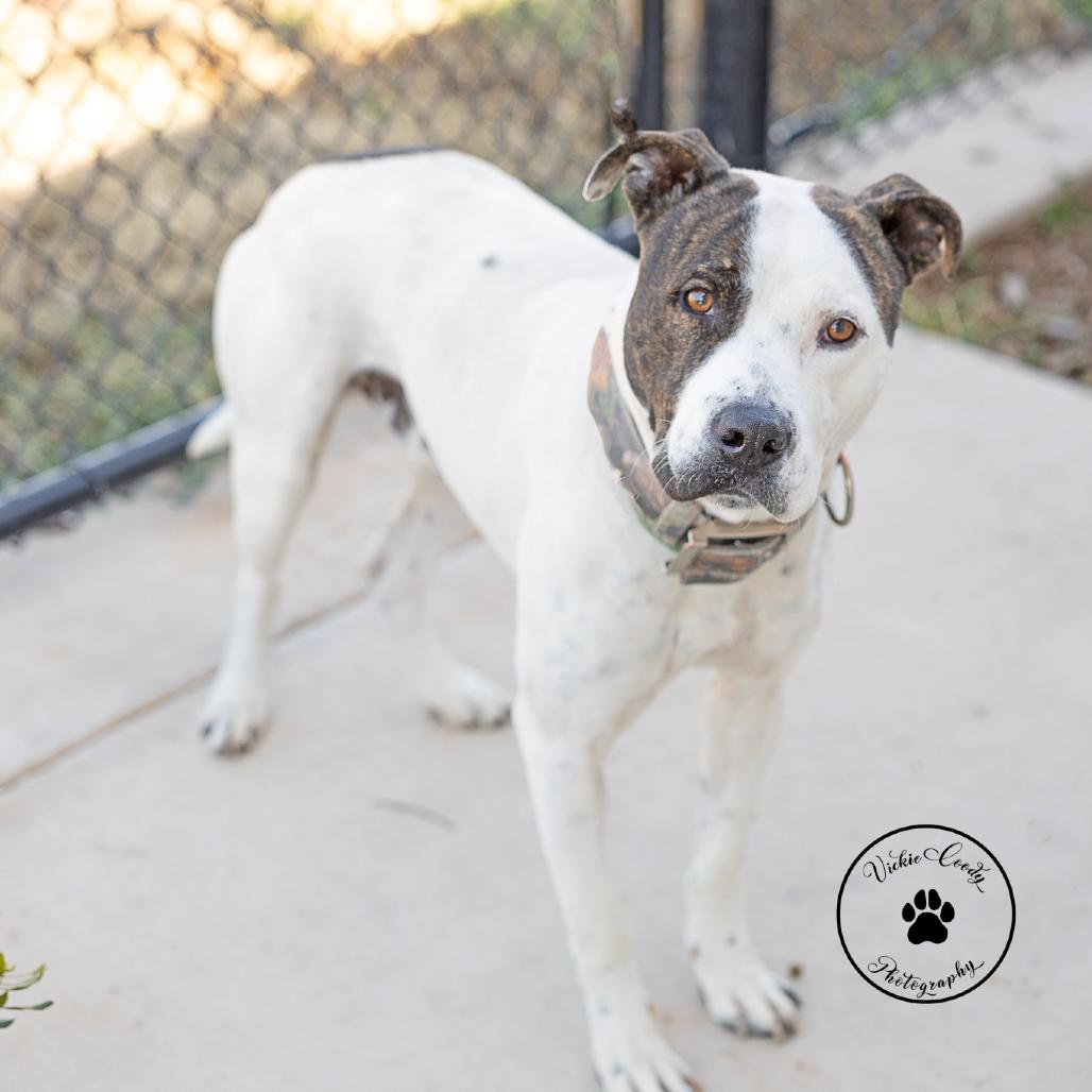 Enlarge Jimmy, a Adoptable Pit Bull Terrier in Abilene, TX image 2/3