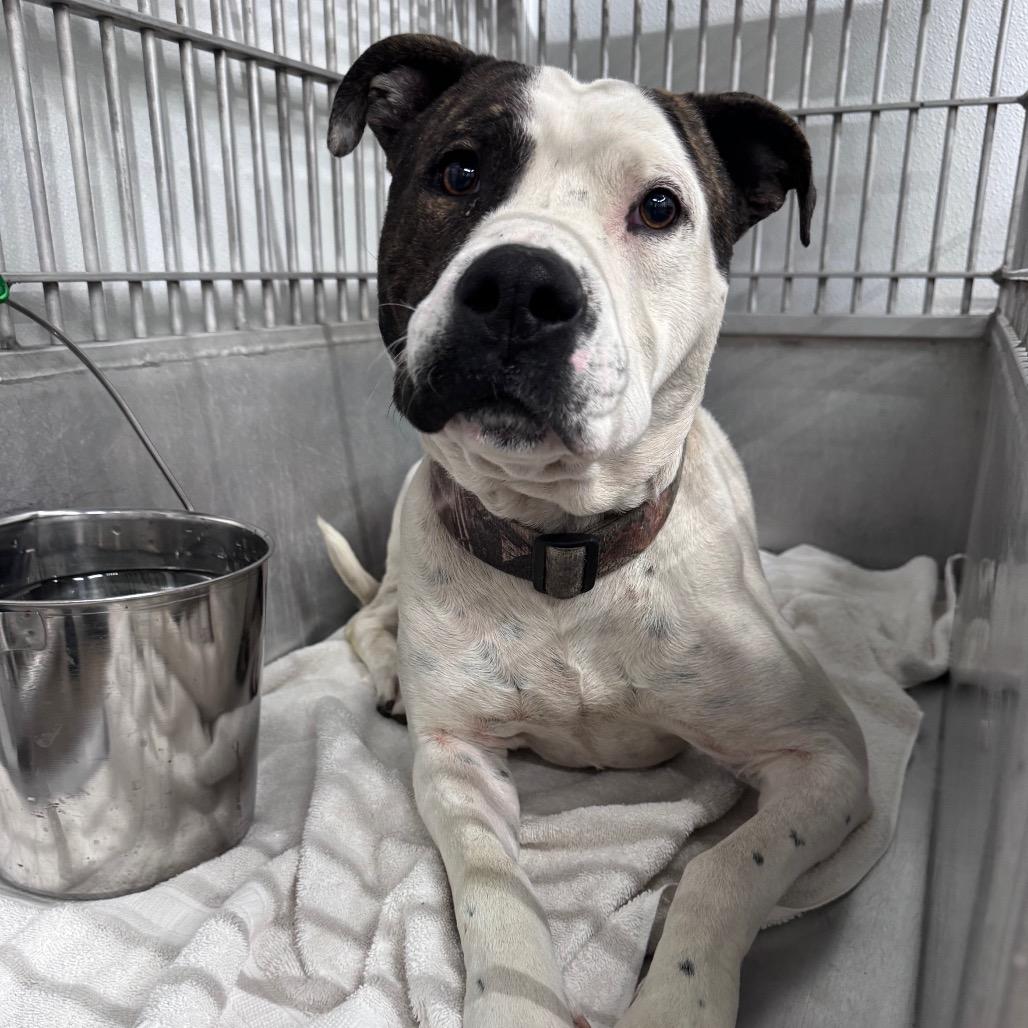 Enlarge Jimmy, a Adoptable Pit Bull Terrier in Abilene, TX image 3/3