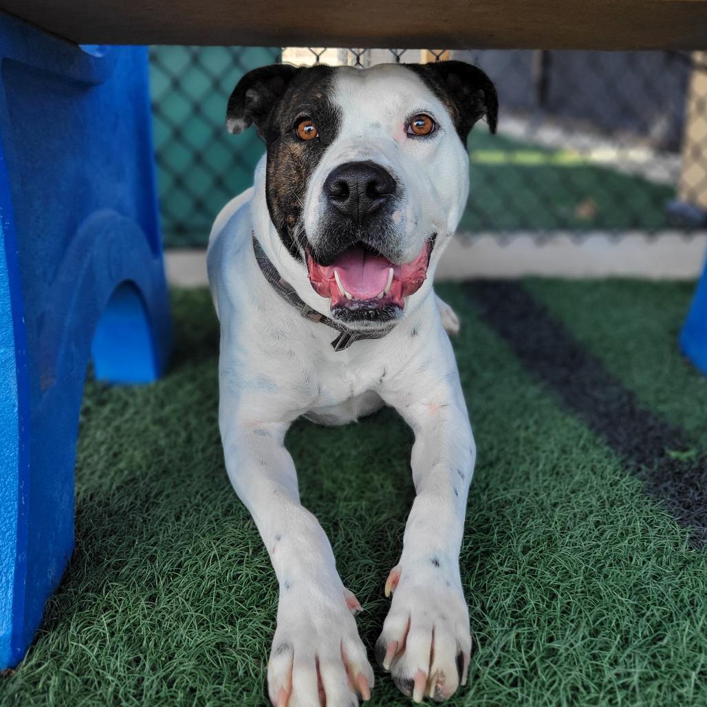 Enlarge Jimmy, a Adoptable mixed breed in Abilene, TX image 5/6