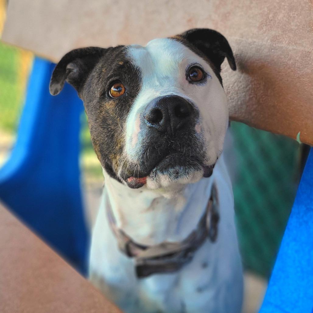 Enlarge Jimmy, a Adoptable mixed breed in Abilene, TX image 6/6