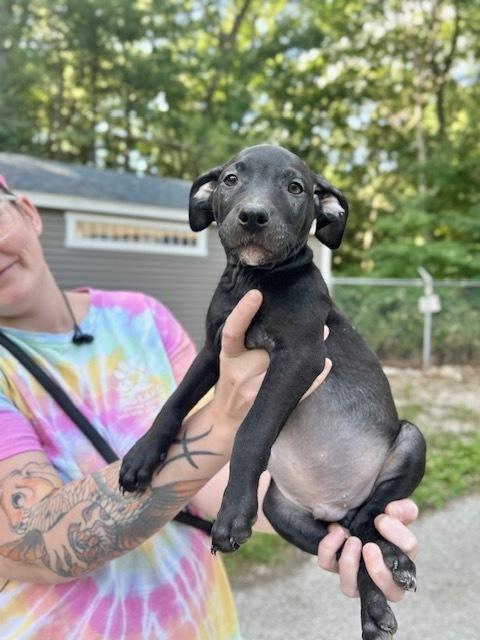 Mantis, Adoptable, Puppy Male Mixed Breed.