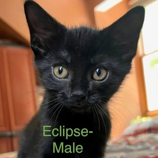 Eclipse, Adoptable, Kitten Male Domestic Medium Hair.