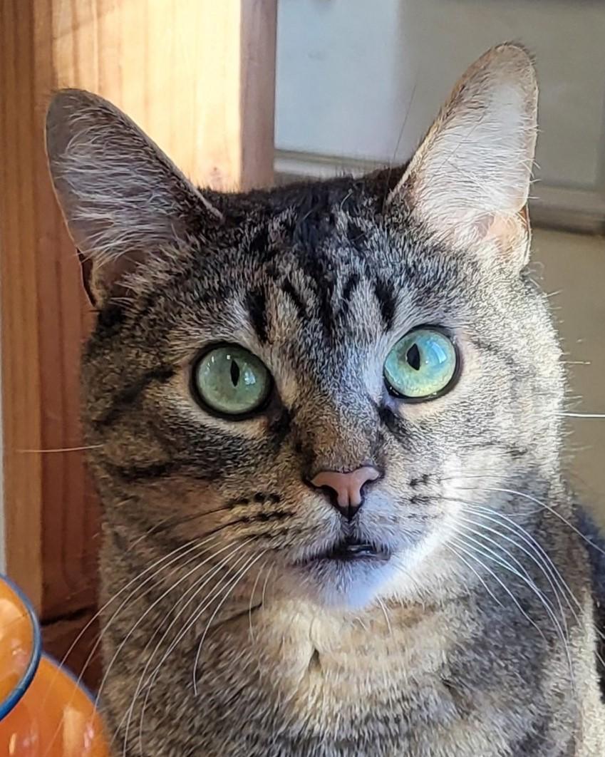 Samira, a Adoptable Tiger in Grayslake, IL image 1/3