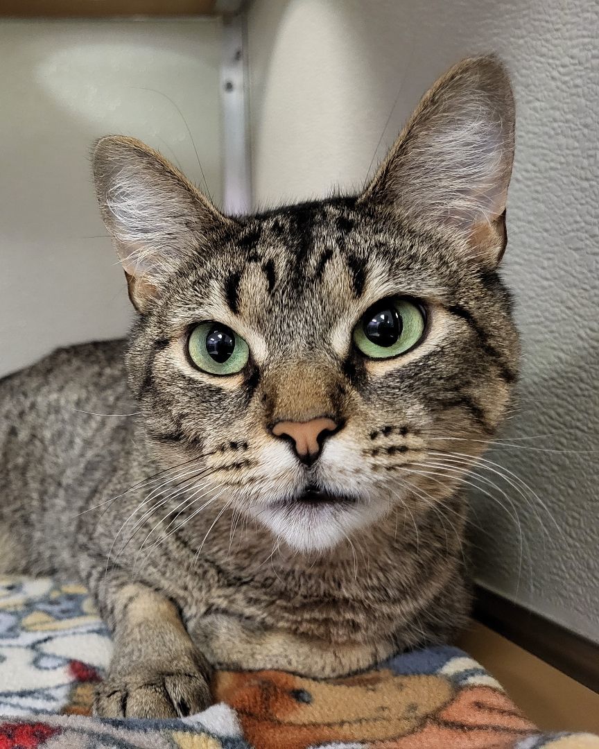 Samira, a Adoptable Tiger in Grayslake, IL image 3/3