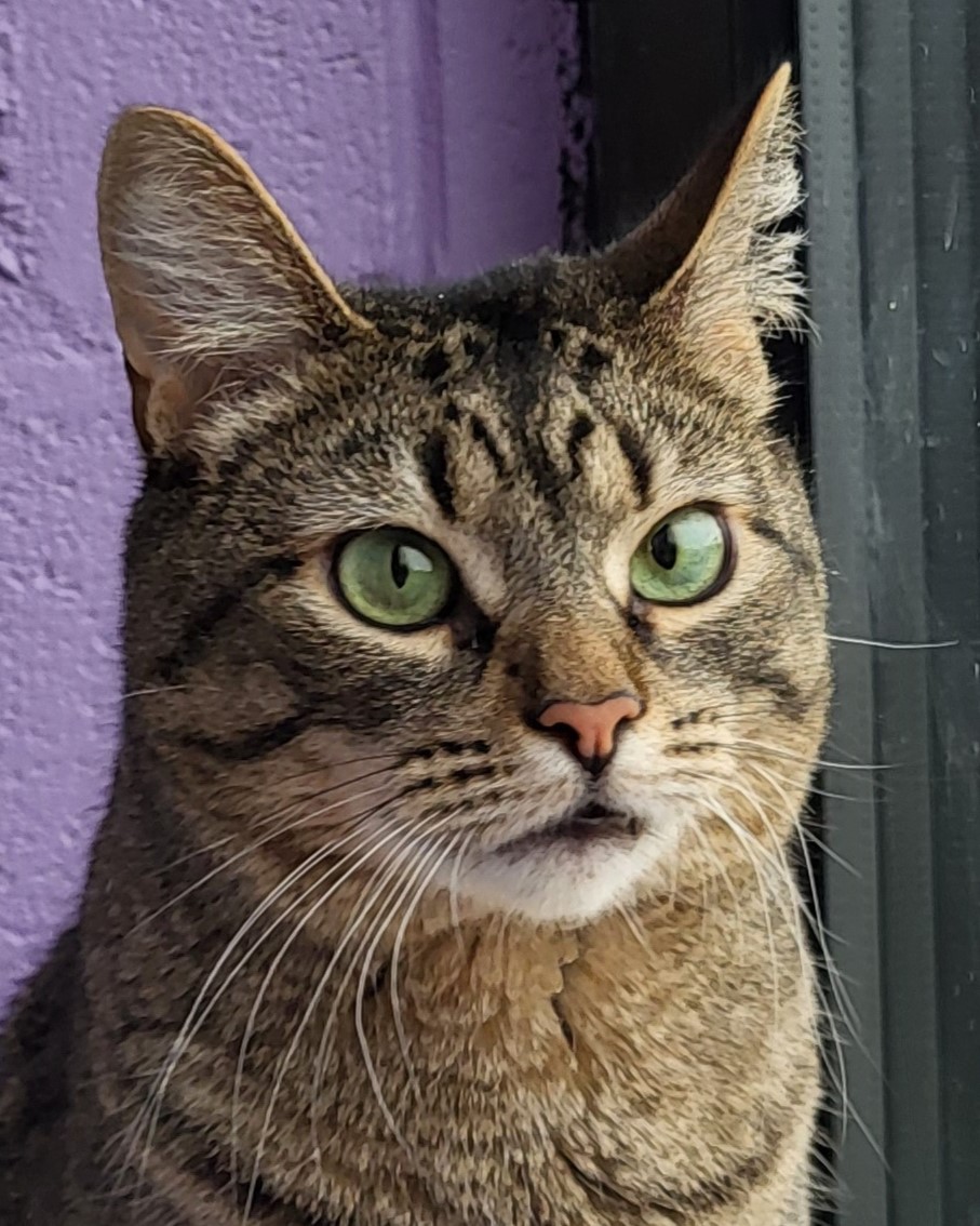 Samira, a Adoptable Tiger in Grayslake, IL image 2/3