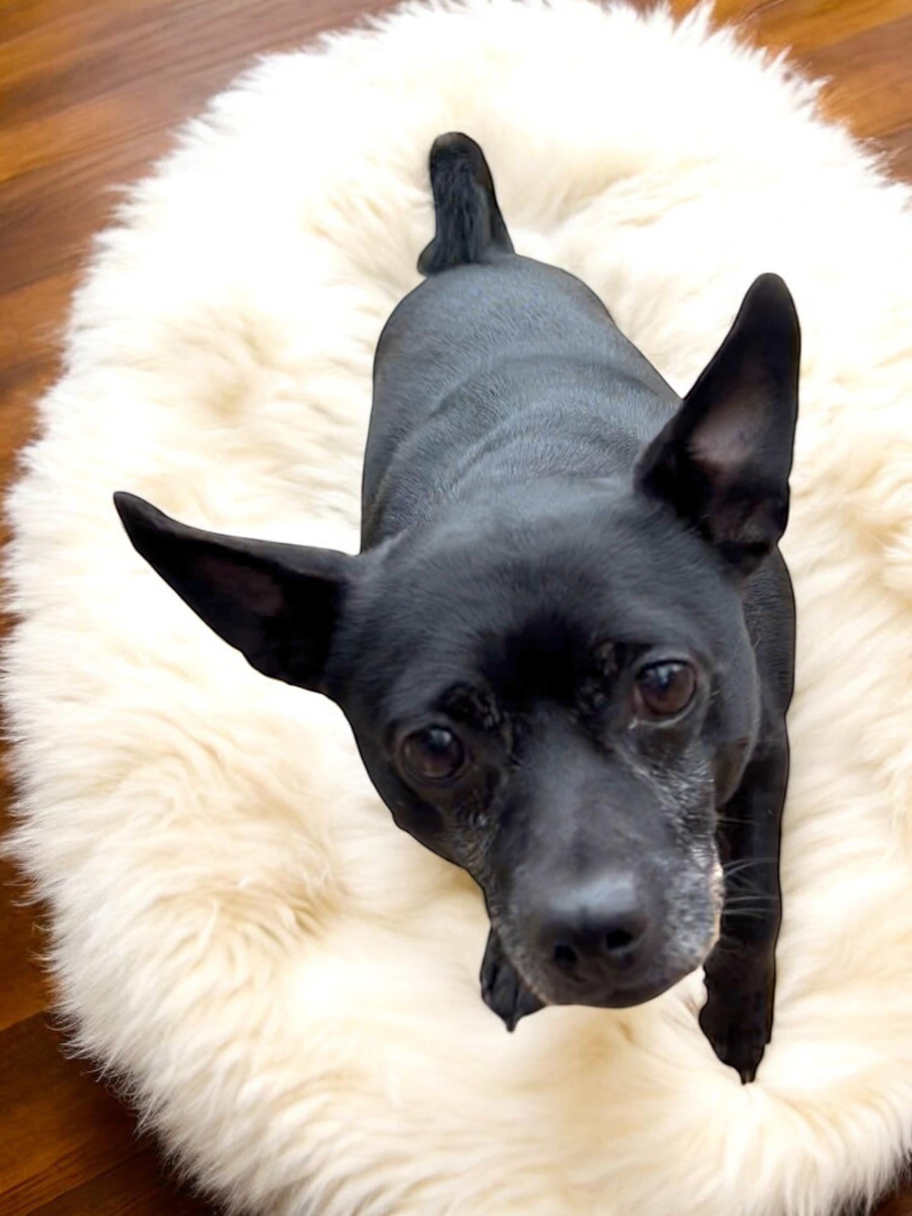 Pete, a Adoptable mixed breed in Athens, TN image 5/6