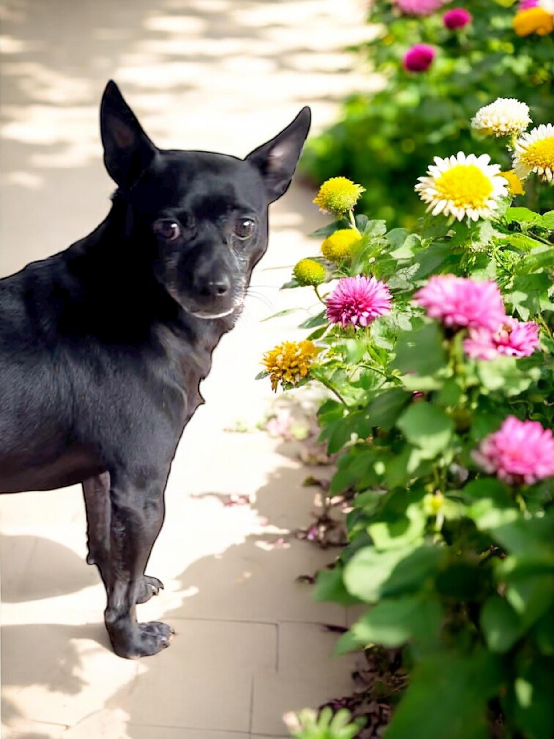 Pete, a Adoptable mixed breed in Athens, TN image 4/6