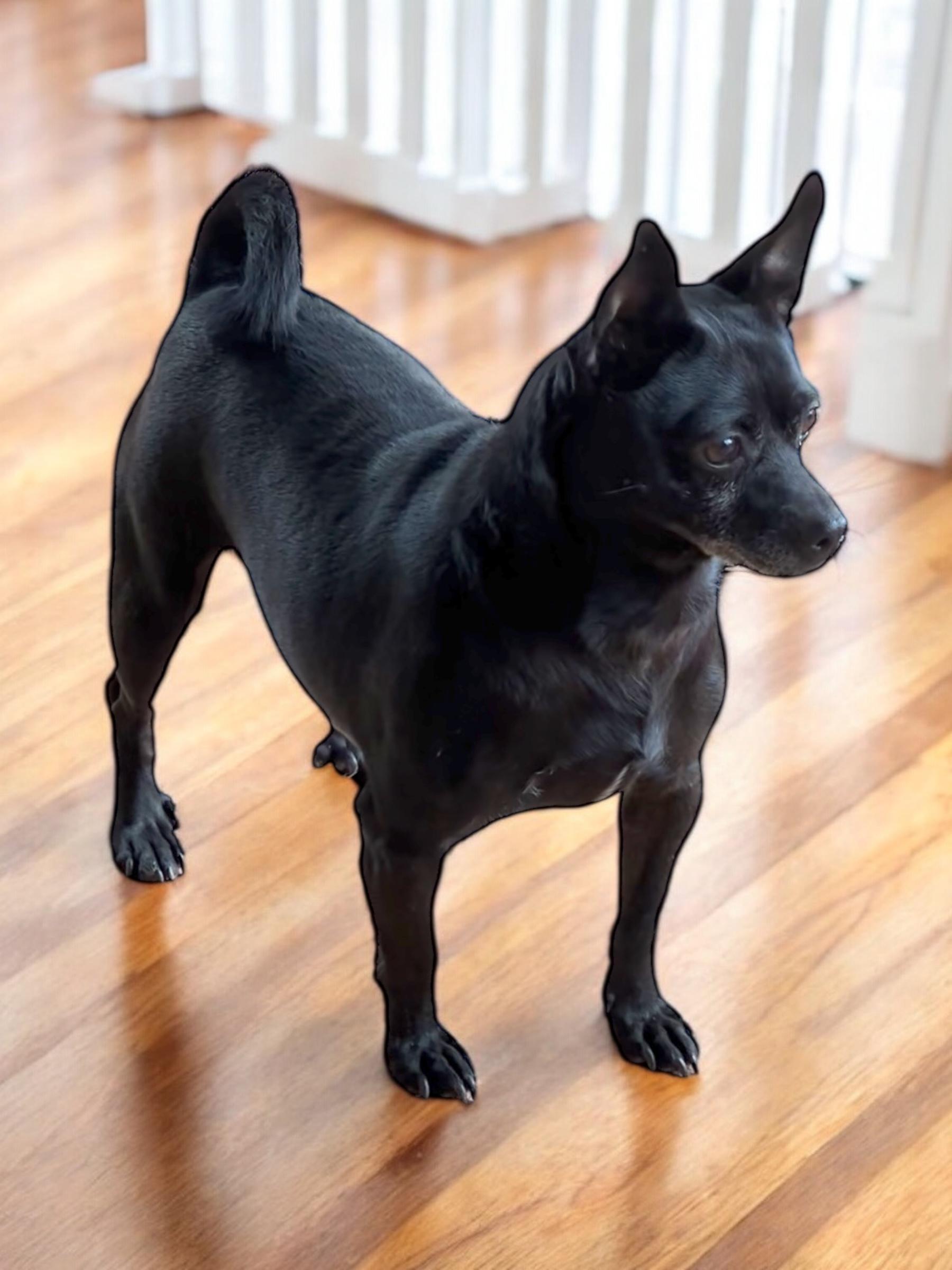 Pete, a Adoptable mixed breed in Athens, TN image 3/6