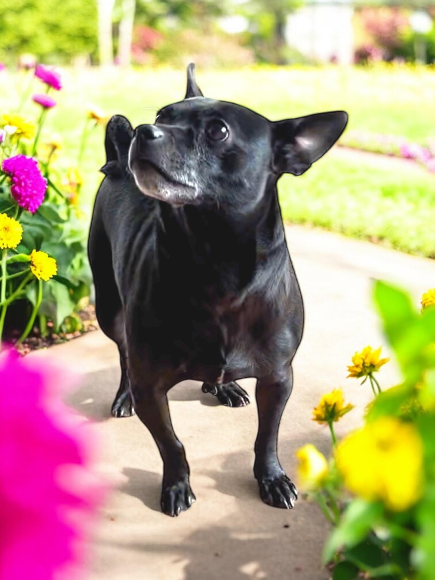 Pete, Adoptable, Adult Male Chihuahua & French Bulldog.