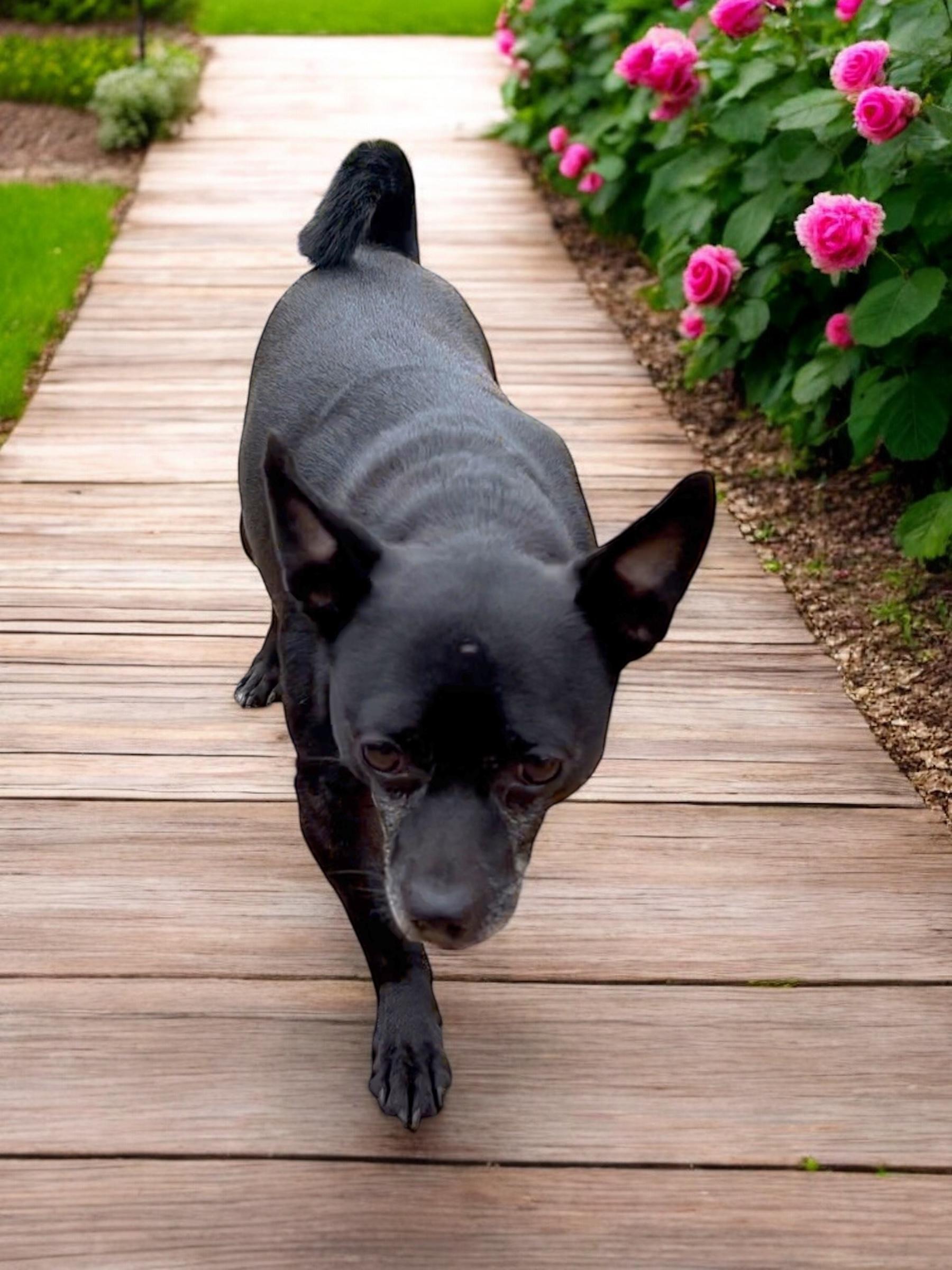 Pete, a Adoptable mixed breed in Athens, TN image 6/6