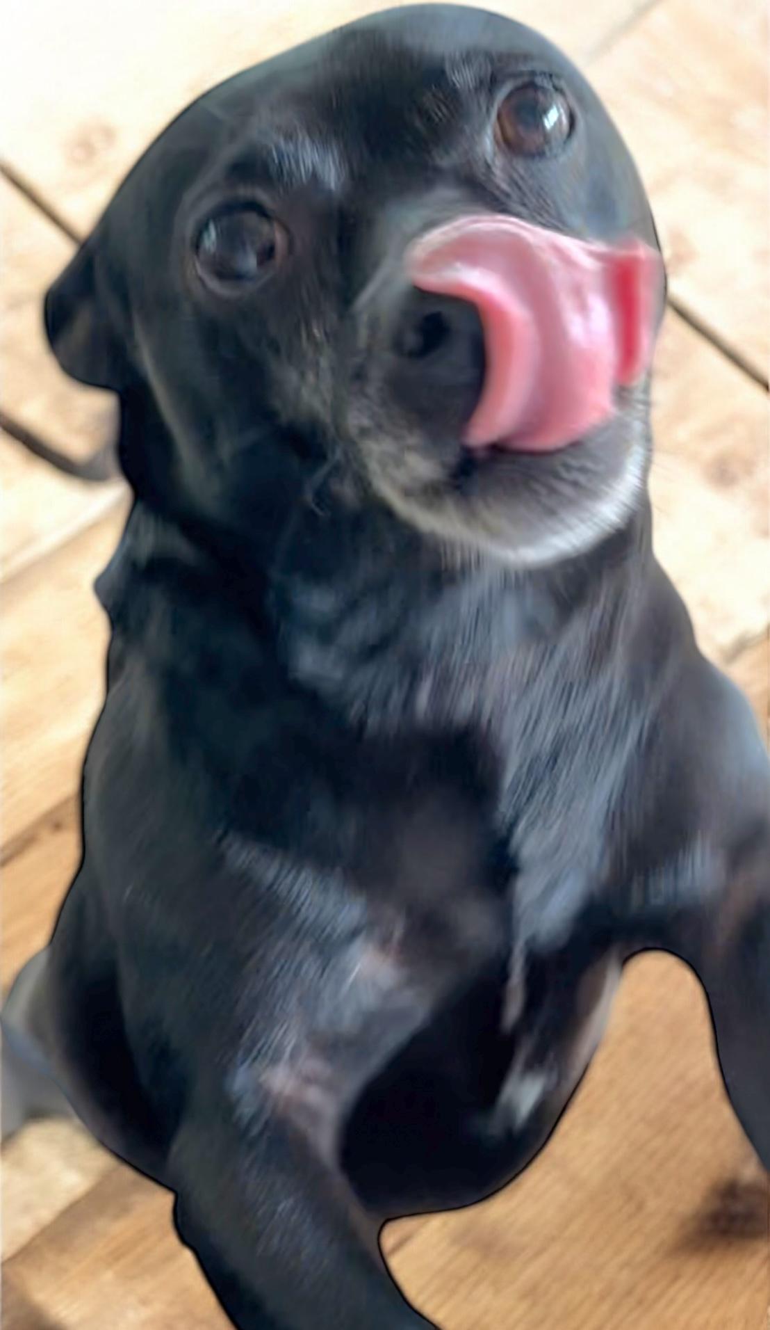 Pete, a Adoptable mixed breed in Athens, TN image 2/6