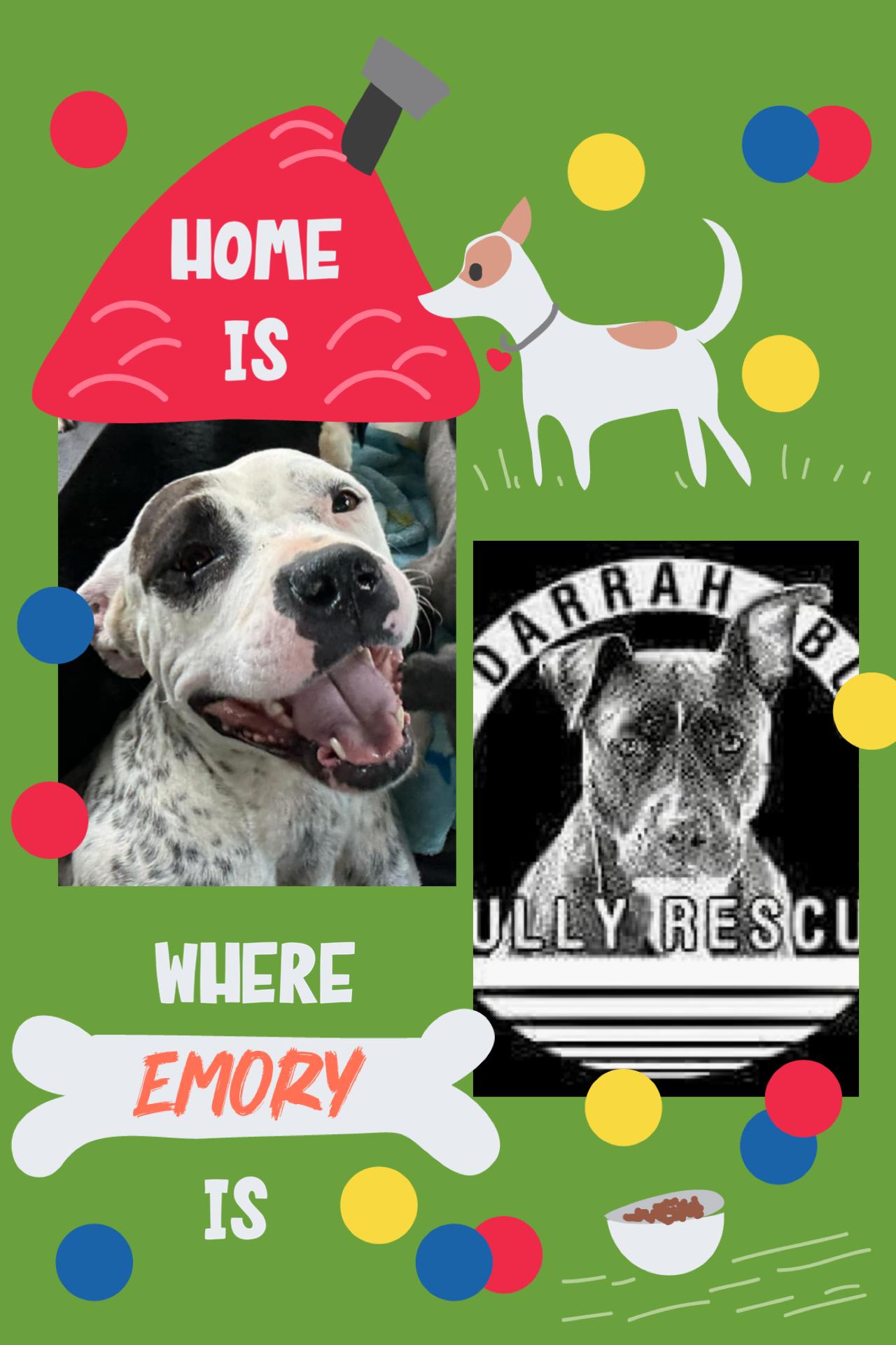 Enlarge Emory, an adopted Pit Bull Terrier in Roaring Spring, PA image 1/1