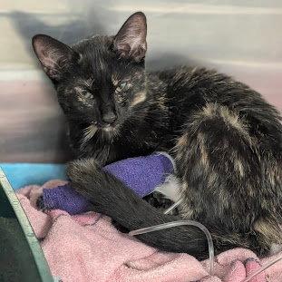 Gemma, Adoptable, Kitten Female Domestic Short Hair & Tortoiseshell.