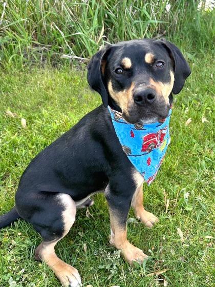 KJ, Adult Male Mixed Breed