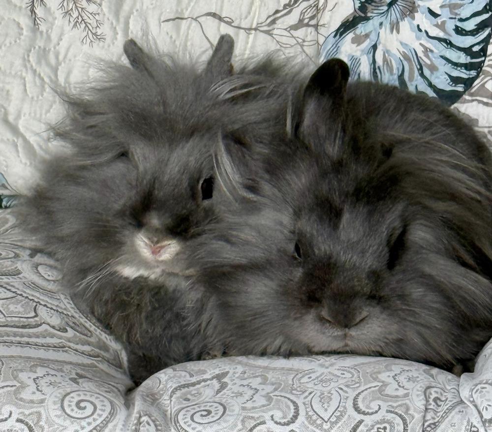 Tramper and Baby, Adoptable, Adult Male Lionhead.