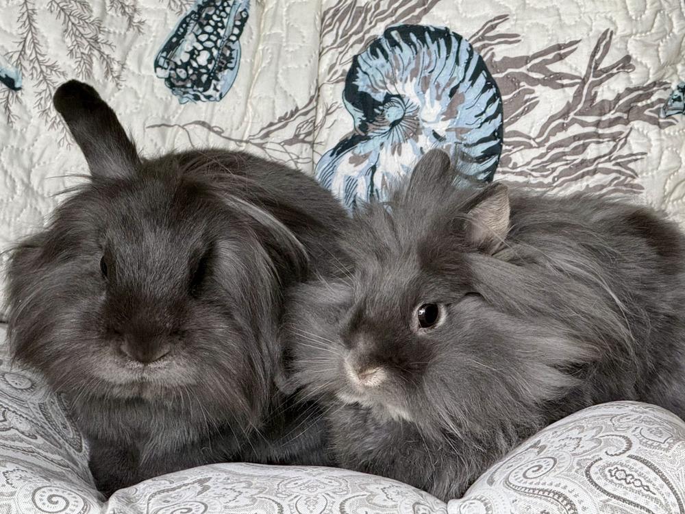 Enlarge Tramper and Baby, a Adoptable mixed breed in Naples, FL image 2/6