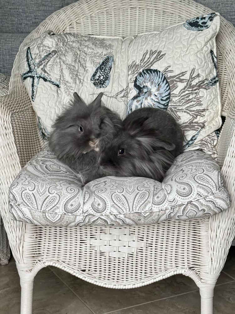 Enlarge Tramper and Baby, a Adoptable mixed breed in Naples, FL image 3/6