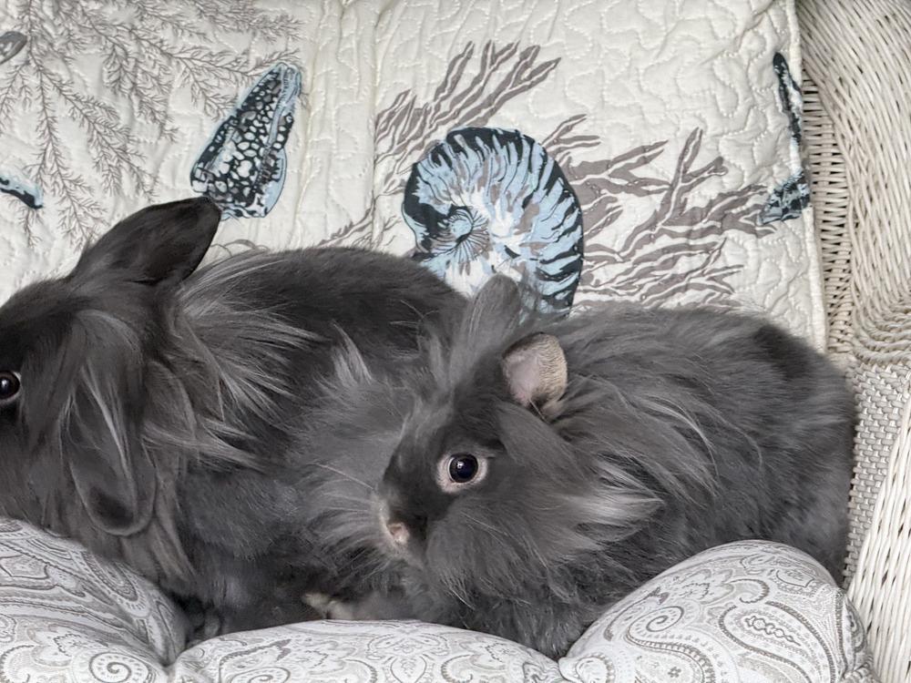 Enlarge Tramper and Baby, a Adoptable mixed breed in Naples, FL image 4/6