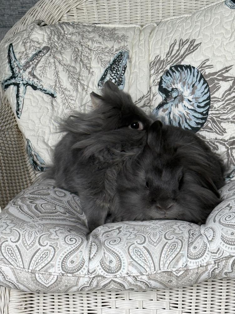 Enlarge Tramper and Baby, a Adoptable mixed breed in Naples, FL image 5/6