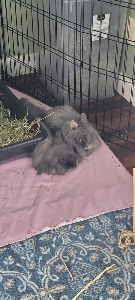 Enlarge Willow and Thistle, a Adoptable Lionhead in Naples, FL image 1/6