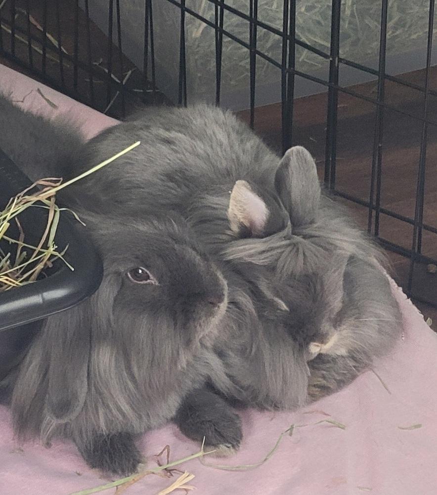 Enlarge Willow and Thistle, a Adoptable Lionhead in Naples, FL image 2/6