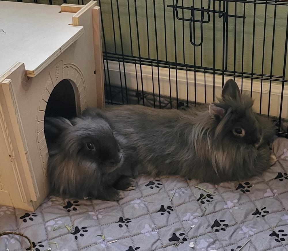 Enlarge Willow and Thistle, a Adoptable Lionhead in Naples, FL image 3/6