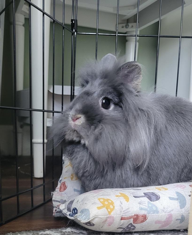 Enlarge Willow and Thistle, a Adoptable Lionhead in Naples, FL image 4/6