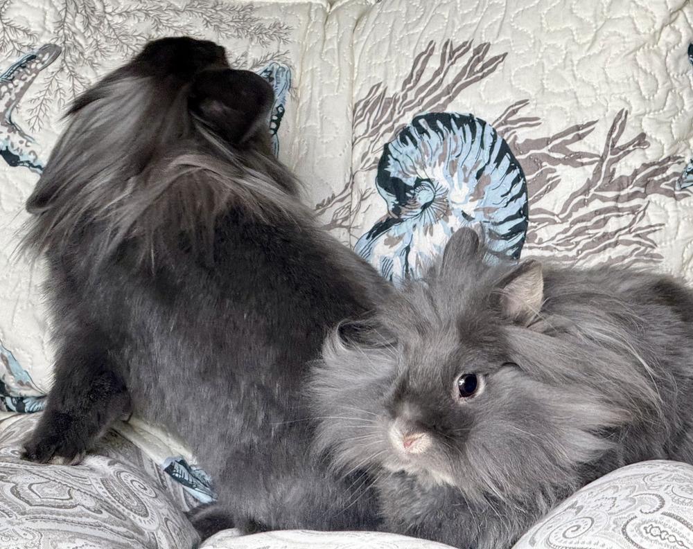 Enlarge Tramper and Baby, a Adoptable mixed breed in Naples, FL image 6/6