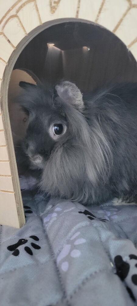 Enlarge Willow and Thistle, a Adoptable Lionhead in Naples, FL image 5/6