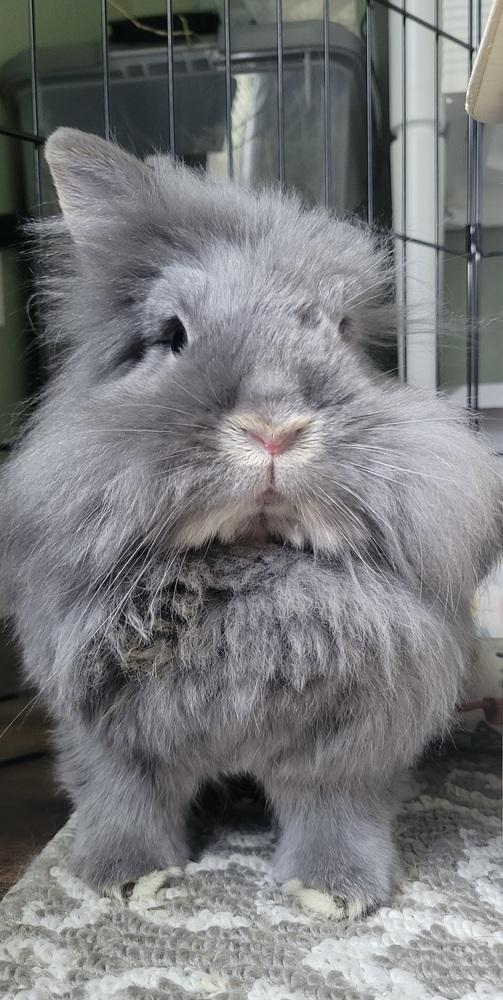 Enlarge Willow and Thistle, a Adoptable Lionhead in Naples, FL image 6/6