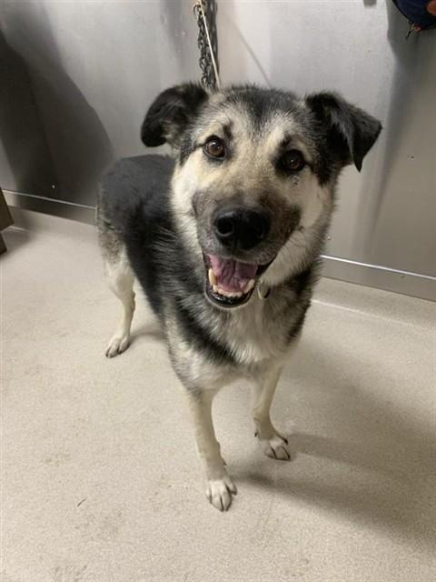 GRONK, Adoptable, Adult Male Husky & German Shepherd Dog.
