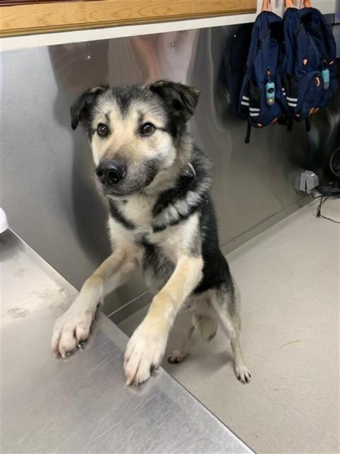 GRONK, Adoptable, Adult Male Husky & German Shepherd Dog.
