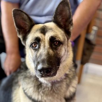 Enlarge Darleen, a Adoptable German Shepherd Dog in Fresno, CA image 2/6