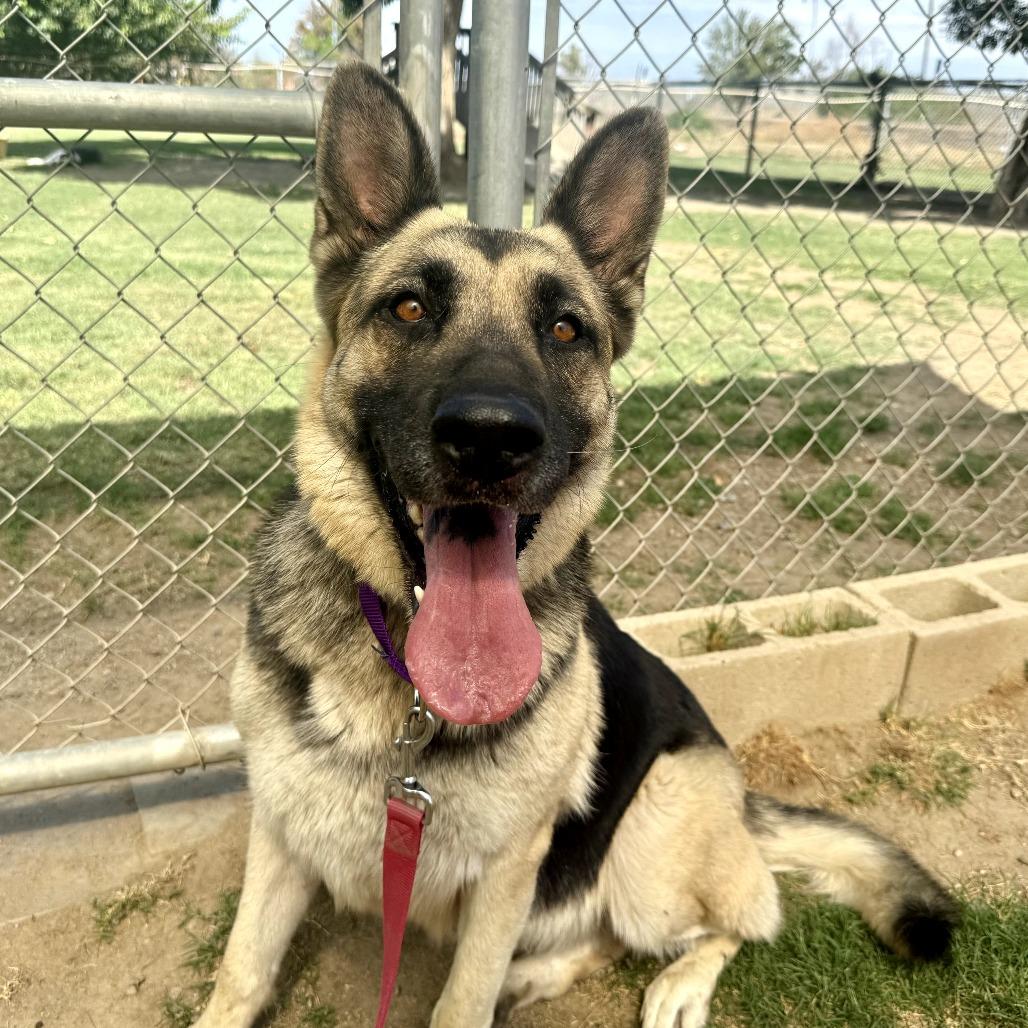 Enlarge Darleen, a Adoptable German Shepherd Dog in Fresno, CA image 3/6