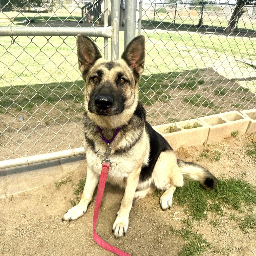 Enlarge Darleen, a Adoptable German Shepherd Dog in Fresno, CA image 4/6