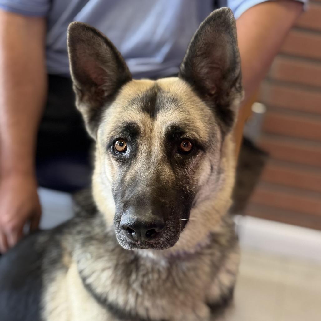 Enlarge Darleen, a Adoptable German Shepherd Dog in Fresno, CA image 5/6